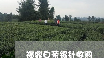 福鼎白茶银针收购/2023062860536