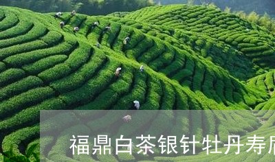 福鼎白茶银针牡丹寿眉区别/2023042726262