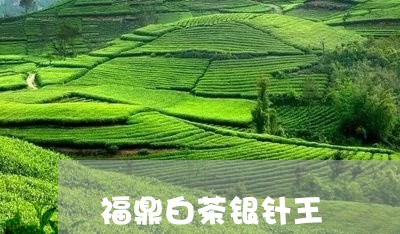 福鼎白茶银针王/2023060814070