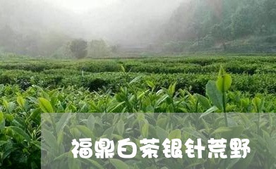 福鼎白茶银针荒野/2023090855058