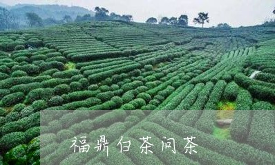 福鼎白茶问茶/2023111600371