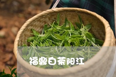 福鼎白茶阳江/2023052271595