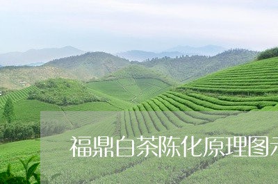 福鼎白茶陈化原理图示视频/2023111012026