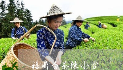 福鼎白茶陈小雪/2023060837069