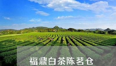 福鼎白茶陈茗仓/2023112563945