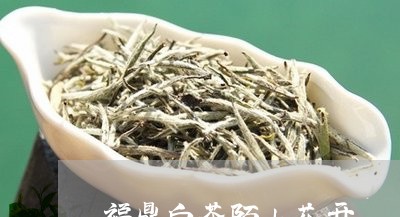 福鼎白茶陌上花开/2023070737394