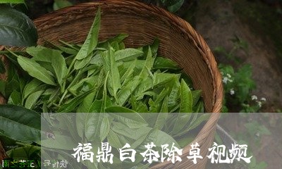 福鼎白茶除草视频/2023070896250