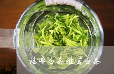 福鼎白茶雅茗白茶/2023111614936