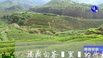 福鼎白茶雲里葉的价格/2023120602695