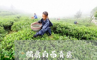 福鼎白茶青县/2023052219262