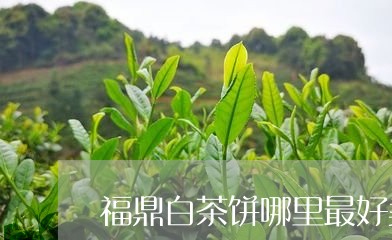 福鼎白茶饼哪里最好卖/2023092062017