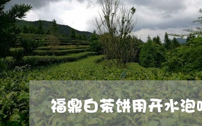 福鼎白茶饼用开水泡吗/2023092072616