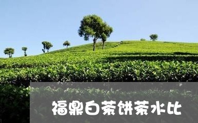 福鼎白茶饼茶水比/2023112616160