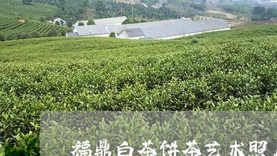 福鼎白茶饼茶艺术照片大全/2023042702948