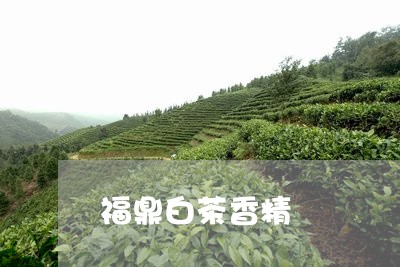 福鼎白茶香精/2023052206239