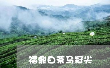 福鼎白茶马冠尖/2023060836151