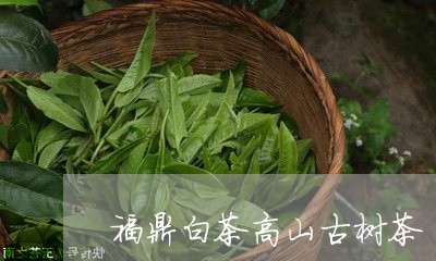 福鼎白茶高山古树茶/2023111657140