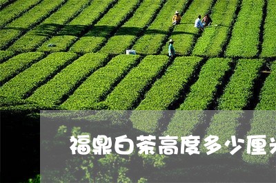 福鼎白茶高度多少厘米最好/2023042834061