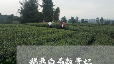 福鼎白茶魏贵妃/2023060839371