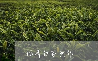 福鼎白茶黄印/2023052257582