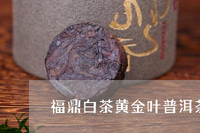 福鼎白茶黄金叶普洱茶/2023091538363