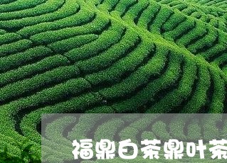 福鼎白茶鼎叶茶业老郭/2023091503049