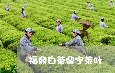 福鼎白茶鼎宁茶叶/2023112671592