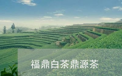 福鼎白茶鼎源茶/2023111569693