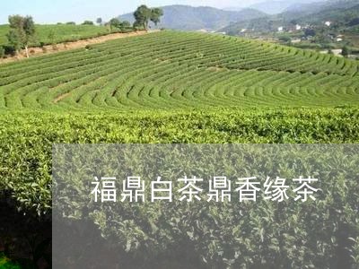 福鼎白茶鼎香缘茶/2023112521606