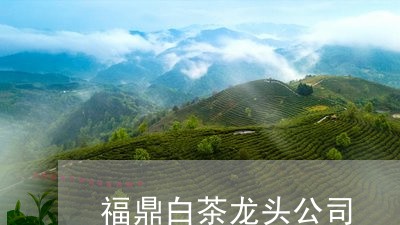 福鼎白茶龙头公司/2023071263815