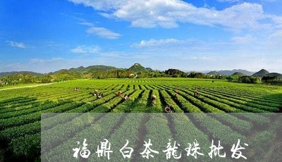 福鼎白茶龙珠批发/2023112607259