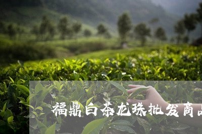 福鼎白茶龙珠批发商品/2023120770481