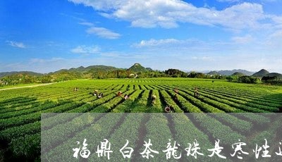 福鼎白茶龙珠是寒性还是温性/2023111670492