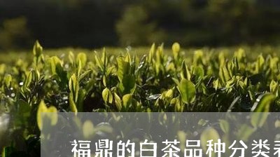 福鼎的白茶品种分类表图片/2023042738292