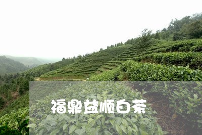 福鼎益顺白茶/2023052226302