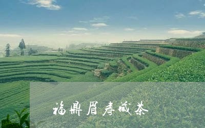 福鼎眉寿藏茶/2023052211957