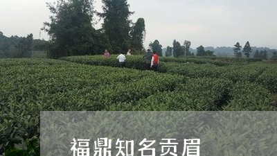 福鼎知名贡眉/2023052282956