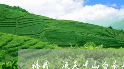 福鼎磻溪吴洋山白茶茶店/2023092272703