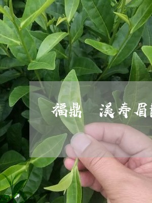 福鼎磻溪寿眉散茶的冲泡水/2023042709483