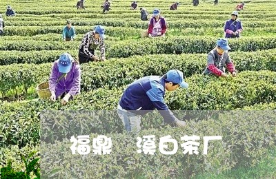 福鼎磻溪白茶厂/2023112518261