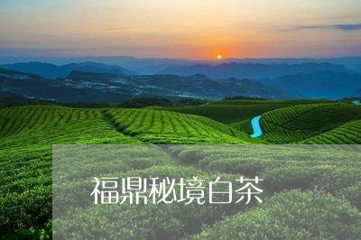 福鼎秘境白茶/2023052247683