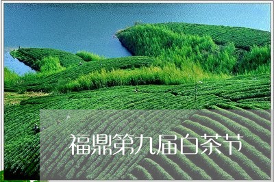 福鼎第九届白茶节/2023090988270