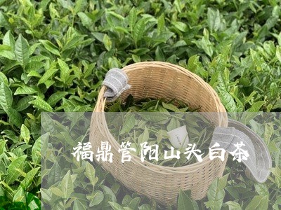 福鼎管阳山头白茶/2023090581415