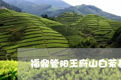 福鼎管阳王府山白茶基地/2023092221736