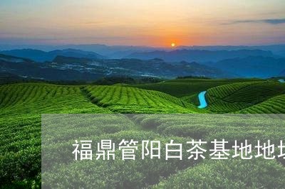 福鼎管阳白茶基地地址/2023120813927