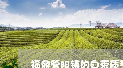 福鼎管阳镇的白茶质量如何/2023042763726