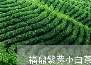 福鼎紫芽小白茶价格表图片/2023111072814