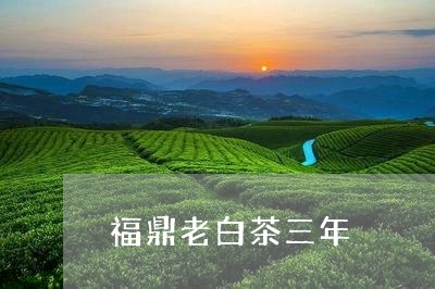 福鼎老白茶三年/2023112526259