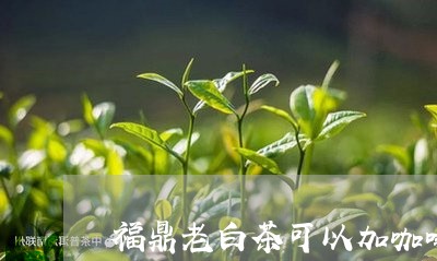 福鼎老白茶可以加咖啡吗/2023110330715