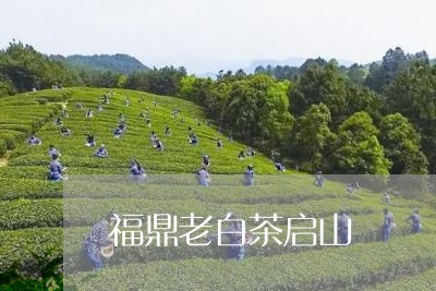 福鼎老白茶启山/2023060905361